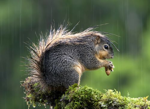 Fox Squirrel in rain - Лисья Белка