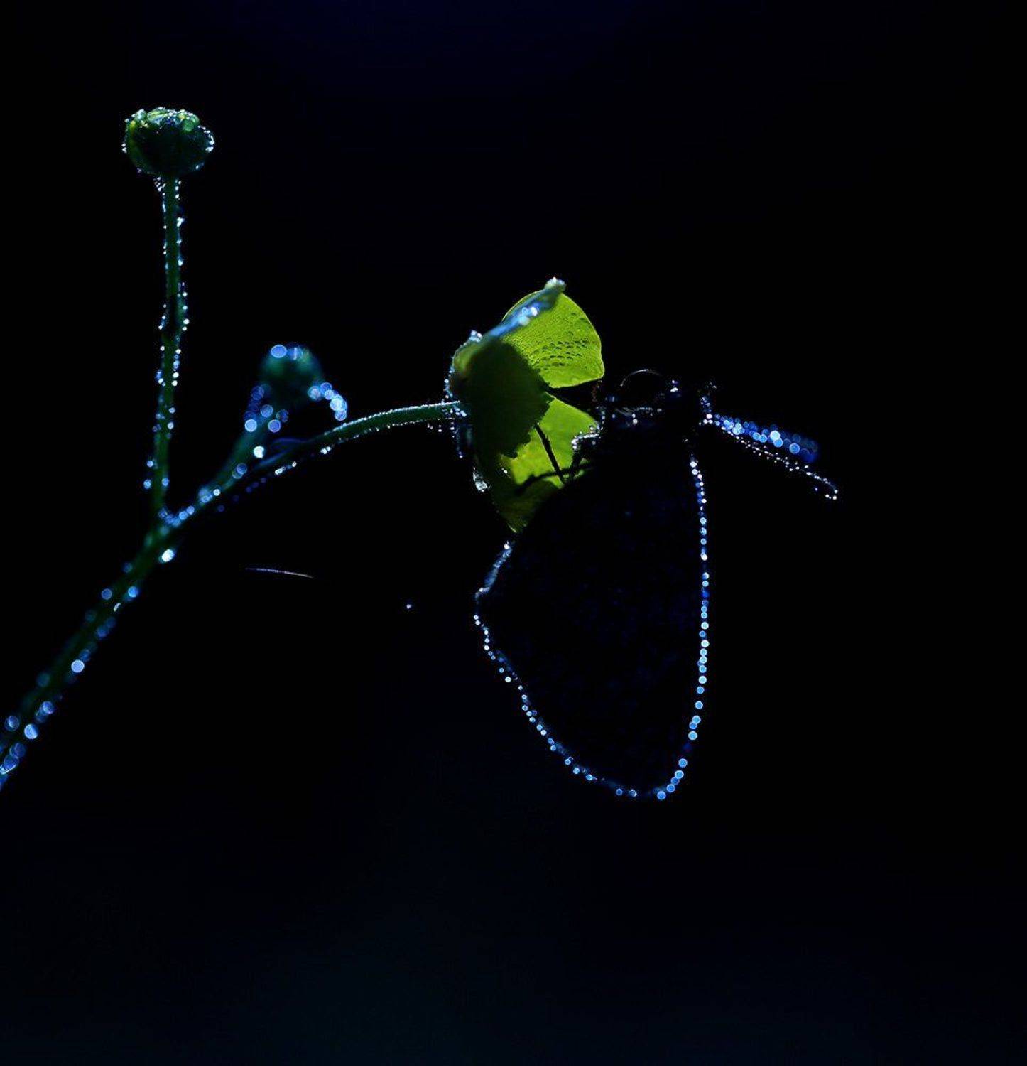 , Иваненко Светлана