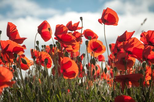 Poppys