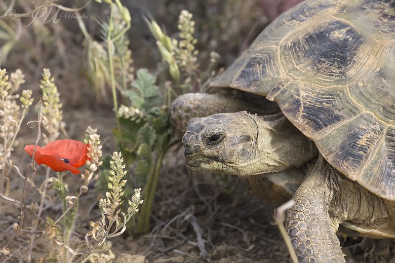 черепаха, степь, маки *** фото превью