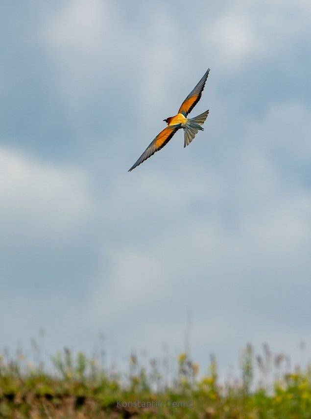 , Константин Дэм