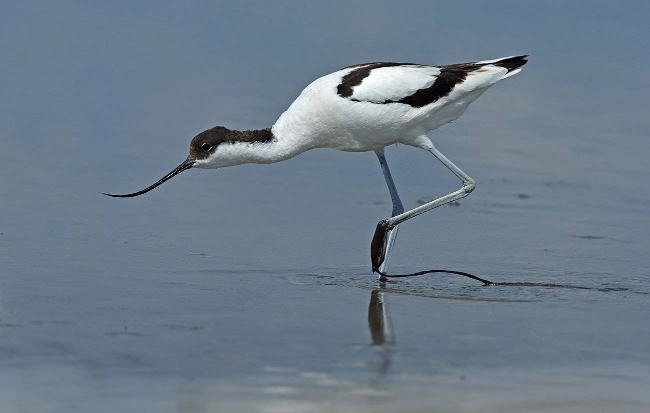 кулик,шилоклювка,отмель,кормёжка, Иван