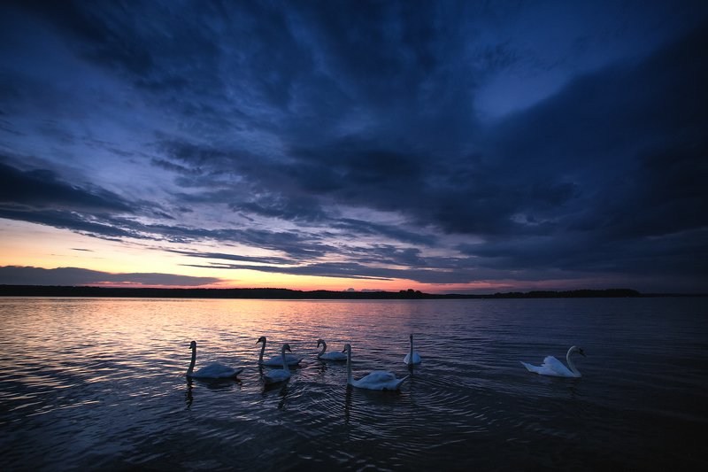 Swan фото превью
