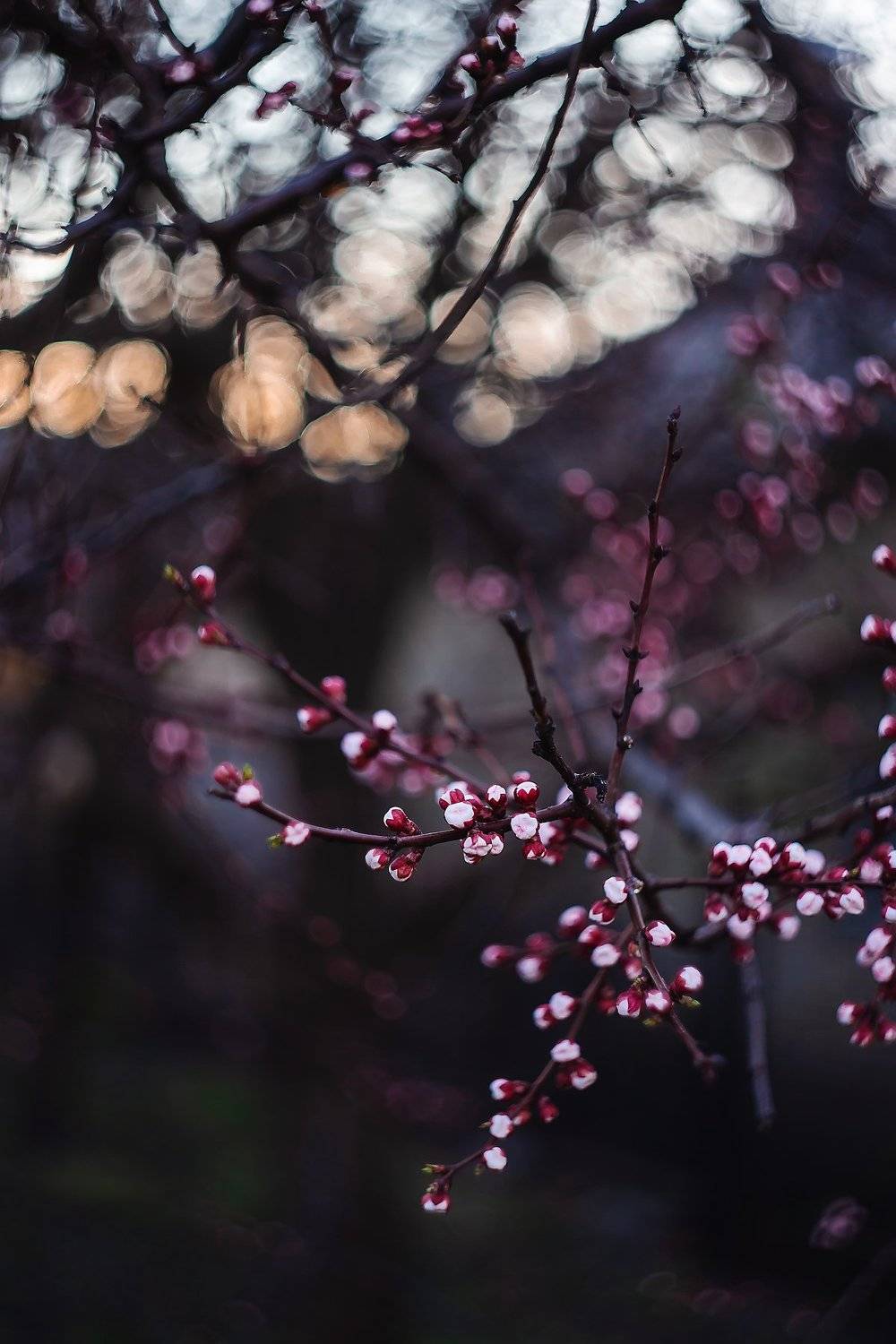 , Анастасия Колесникова