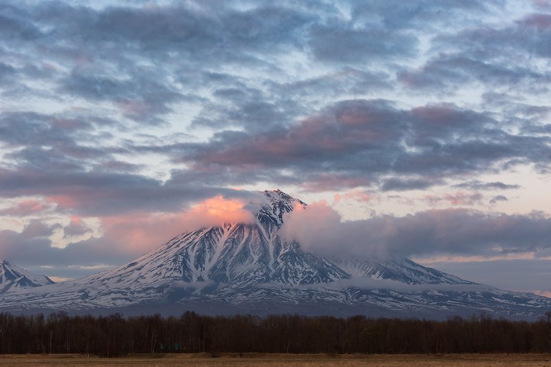 Корякский исполин  фото превью
