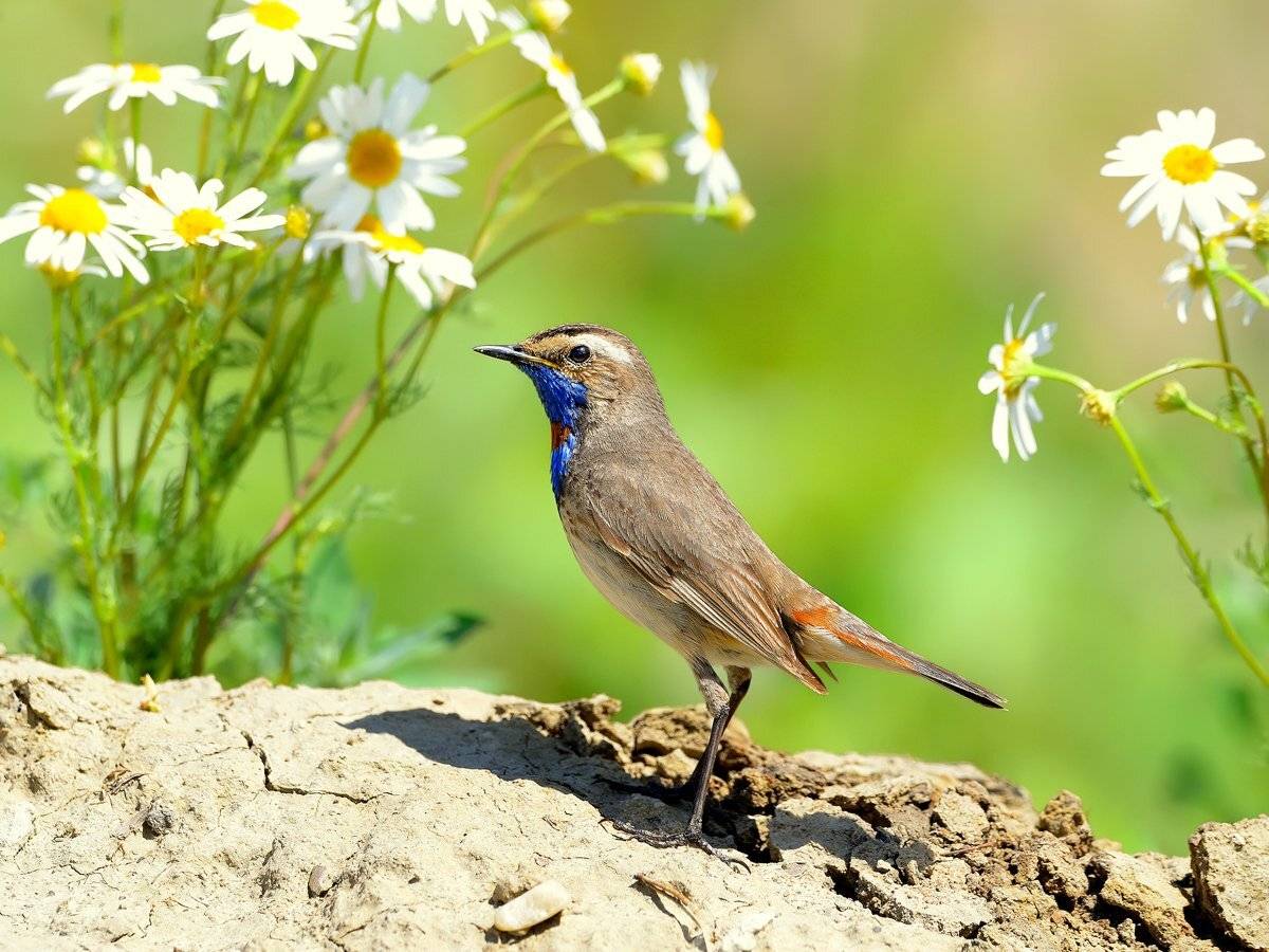 природа, фотоохота, варакушка, птицы, животные, цветы, лето, vladilenoff