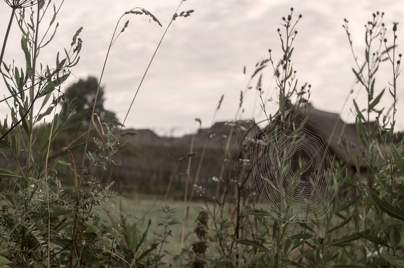 Некошеные травы фото превью