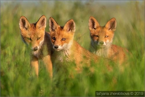 Лисята. Продолжение.
