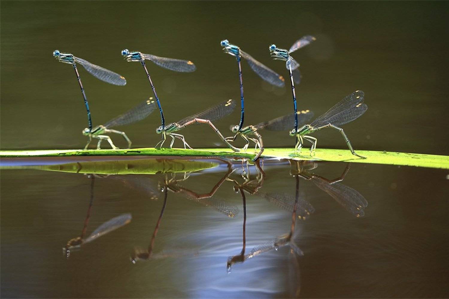 , Иваненко Светлана