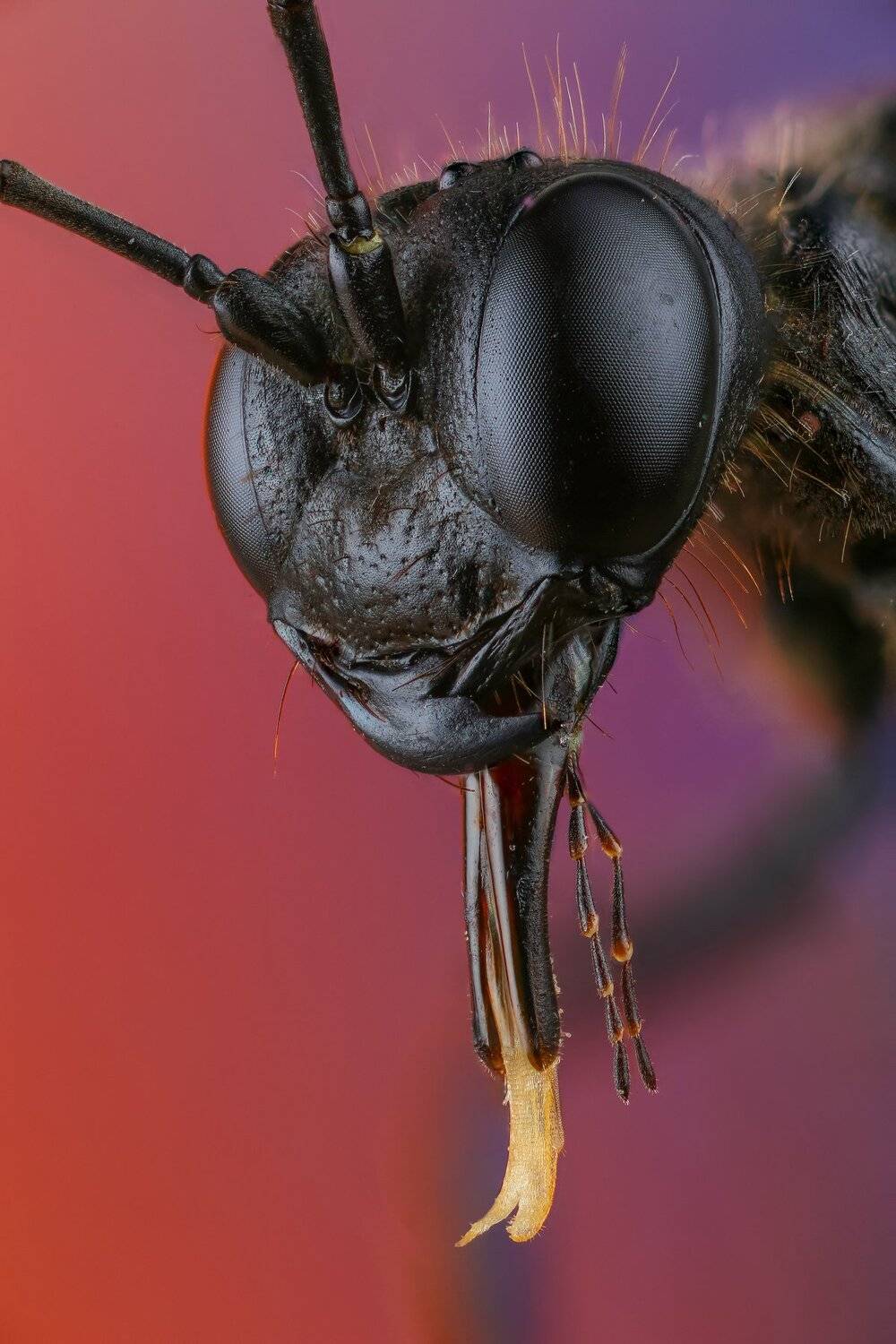 , Андрей Шаповалов