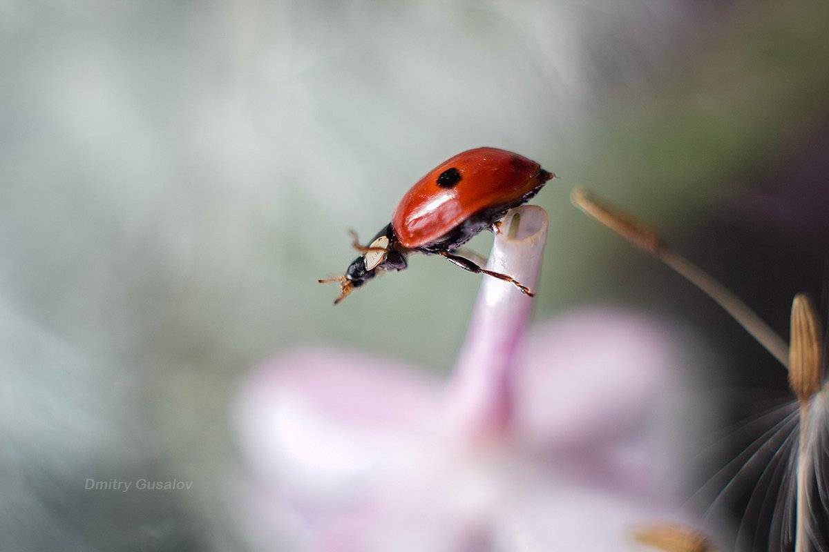 макро, природа, весна, макросъёмка, макрофотография, растение, цветы, жизнь, макромир, Дмитрий Гусалов