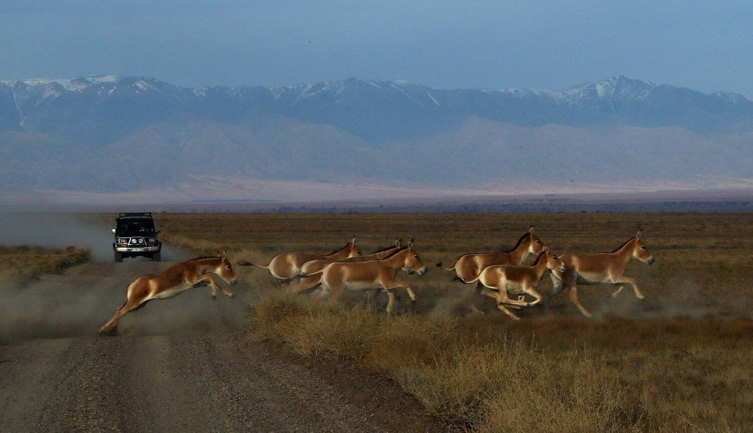 куланы, лошади, казахстан, алтынэмель, природа, шаварёв,, Александр Шаварёв