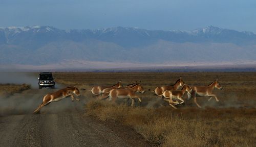 Табун куланов.