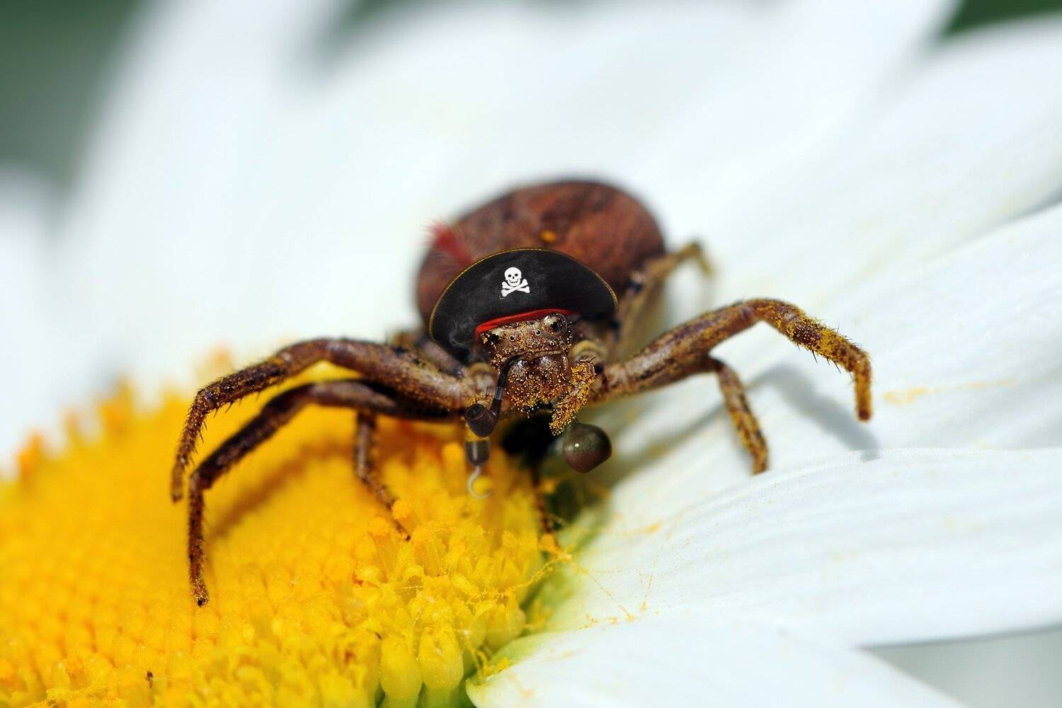 креатив, обработка, концепция, сюрреализм, фэнтези, concept, surrealism, fantasy, spider, pirate, Дмитрий Салтыков