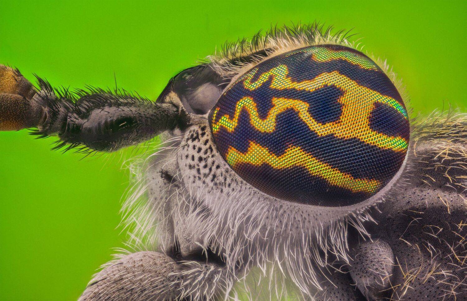ceclii, macro, extrememacro, nikon d3400, lomo 3.7x, Tsvetan Ganev