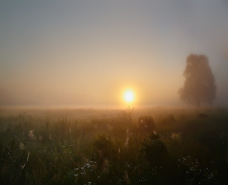Пауки настраивают локаторы фото превью