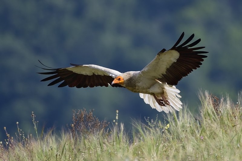 птицы birds Neophron percnopterus фото превью