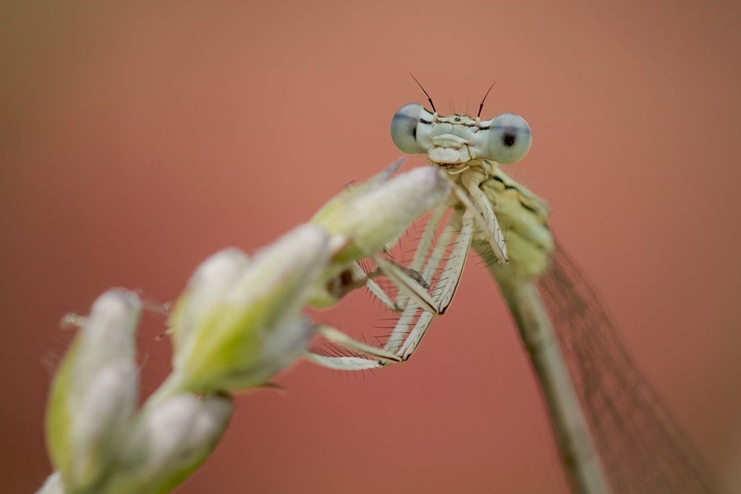 , Nicolae Fanurie Chirobocea