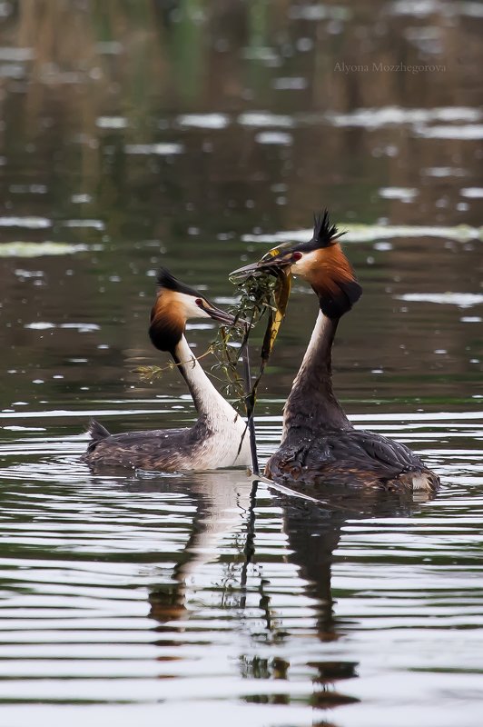 птицы, чомга, природа Брачный период у чомги... фото превью