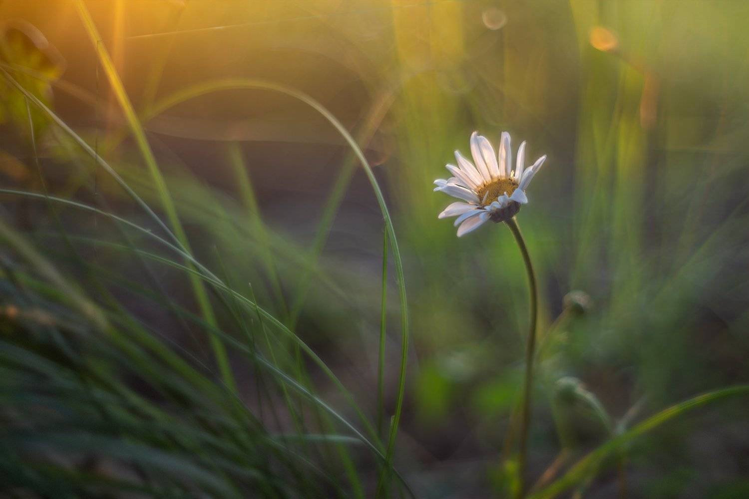 , Алексей Чистяков