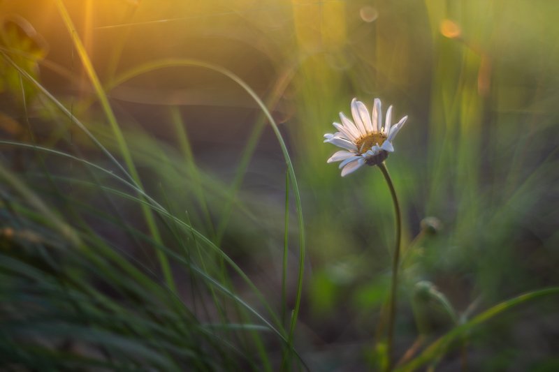 На опушке леса фото превью