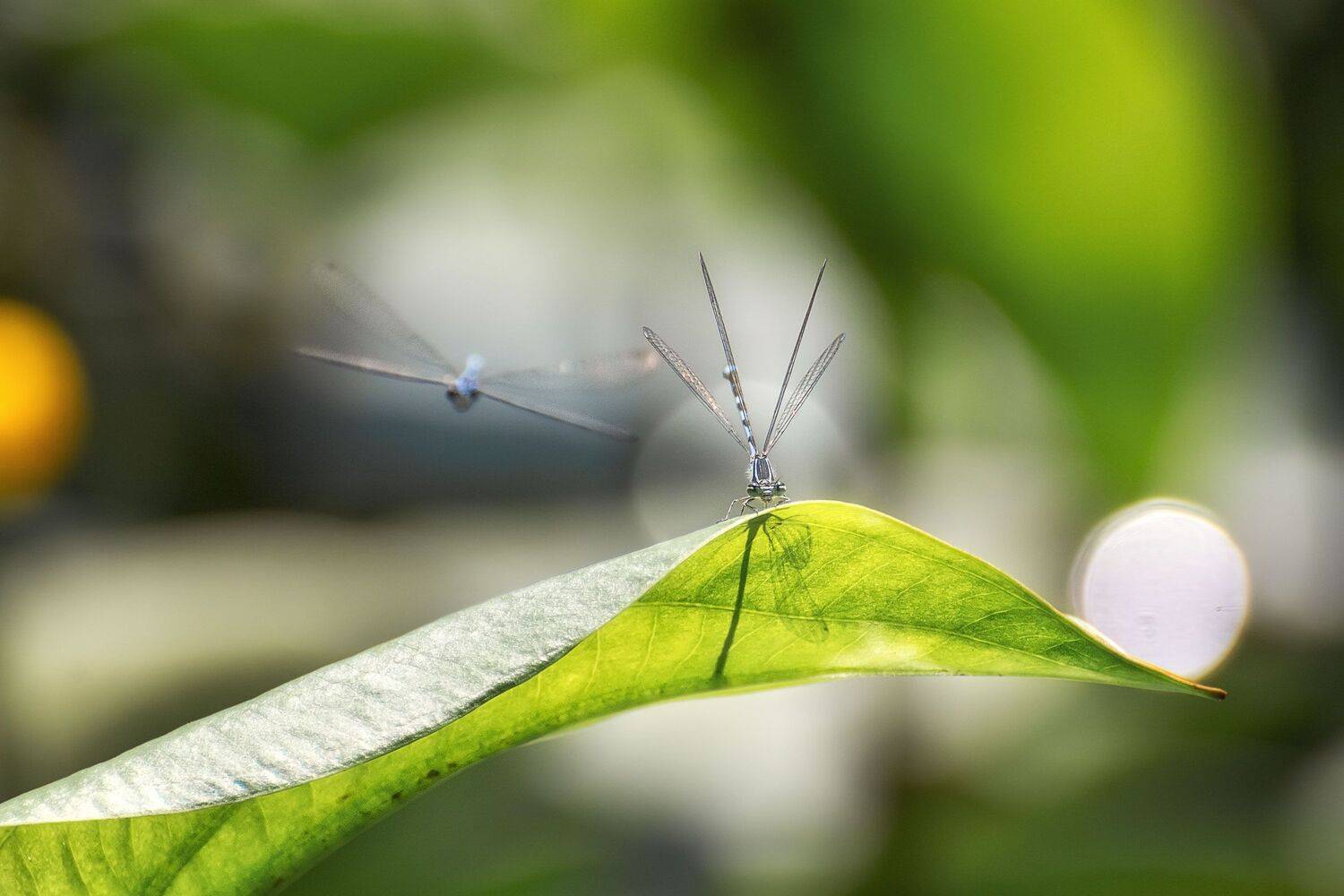 , Шинкарева Елена