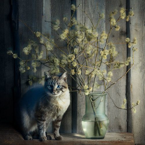 Кошачья весна