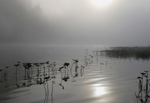 Рассвело - и туман отступил понемногу...