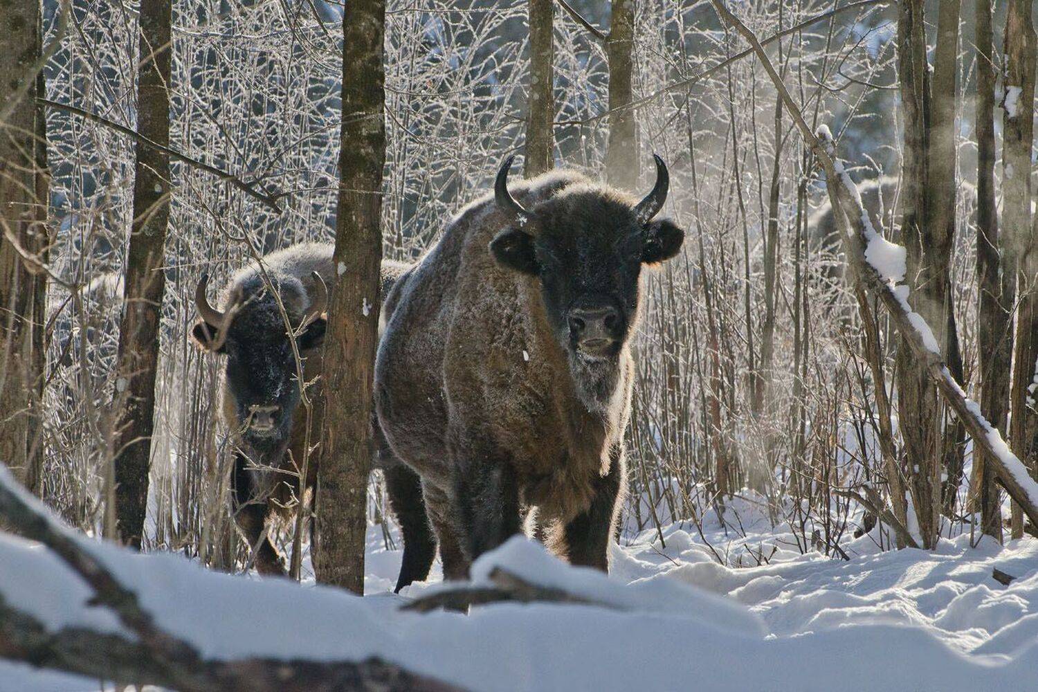 зубры, калужские засеки, Михаил Агеев