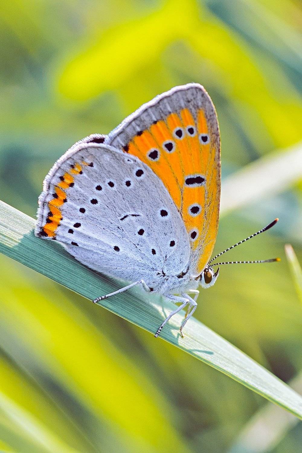бабочка,лист,трава,солнце,крылья,свет,блик,цветок, Юрий Котов
