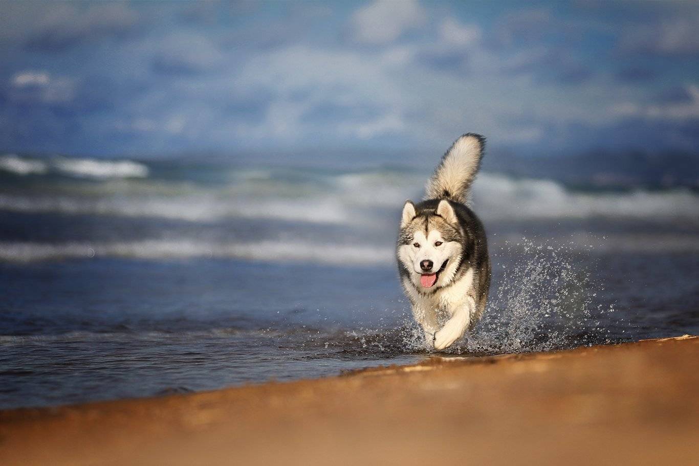 , Андрей Ершов