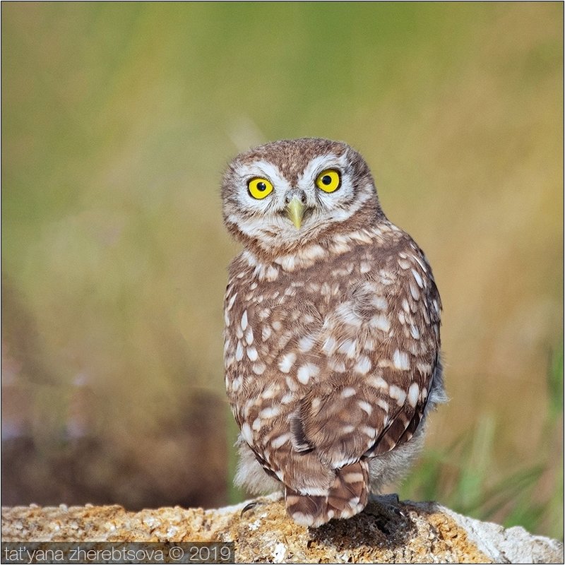 my-mriya, owl Взгляд фото превью