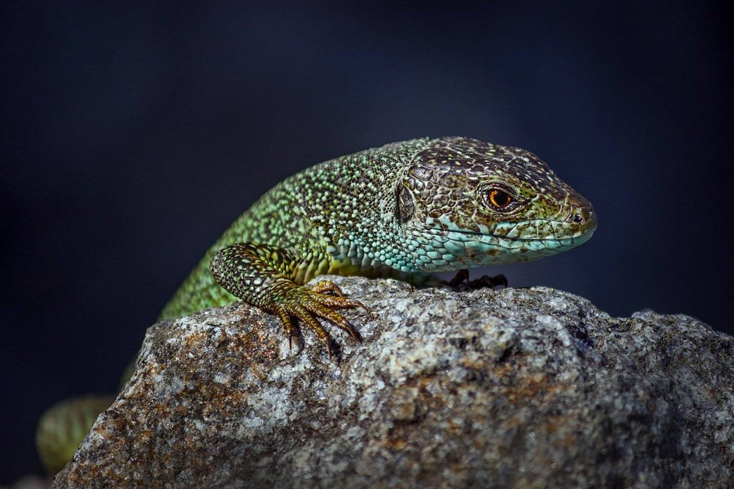 moment, момент, beautiful, красивый, canon 55-250, reptile, рептилия, lizard, ящерица, green, зеленая,  stone, камень, portrait, портрет,, Наталья Терентьева