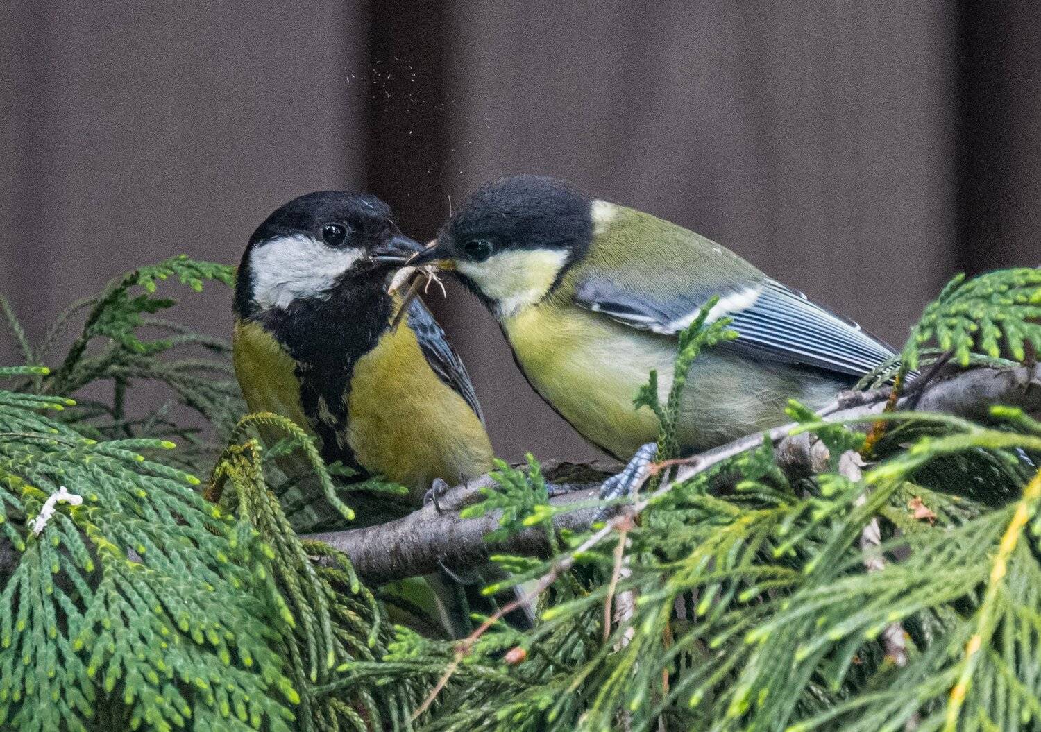 , Курлянцев Алексей
