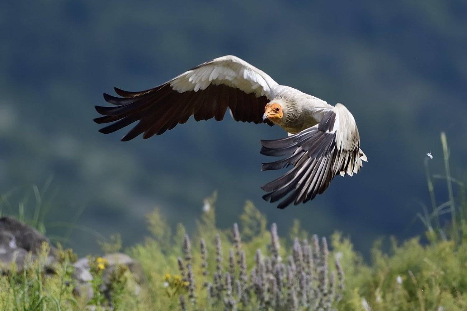 птицы birds, Jaroslav Mego