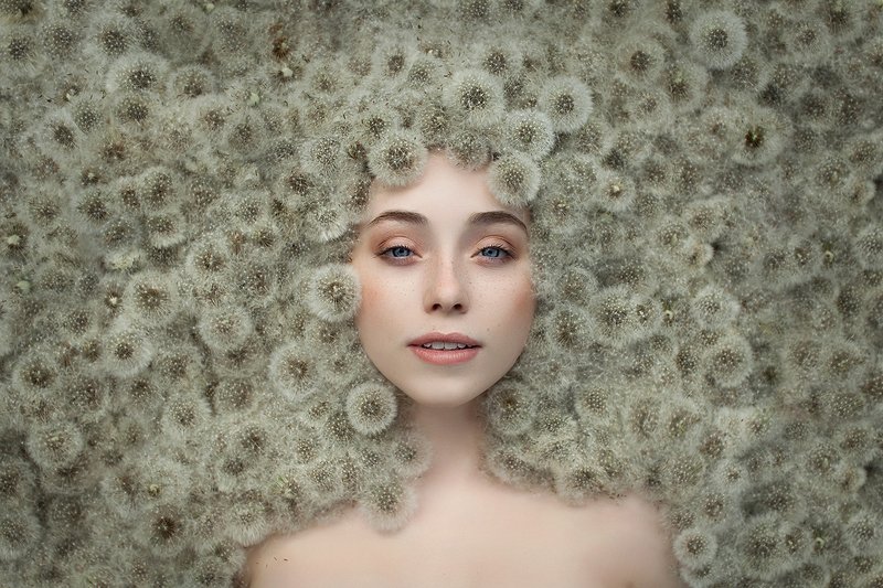 Одуванчики фото превью