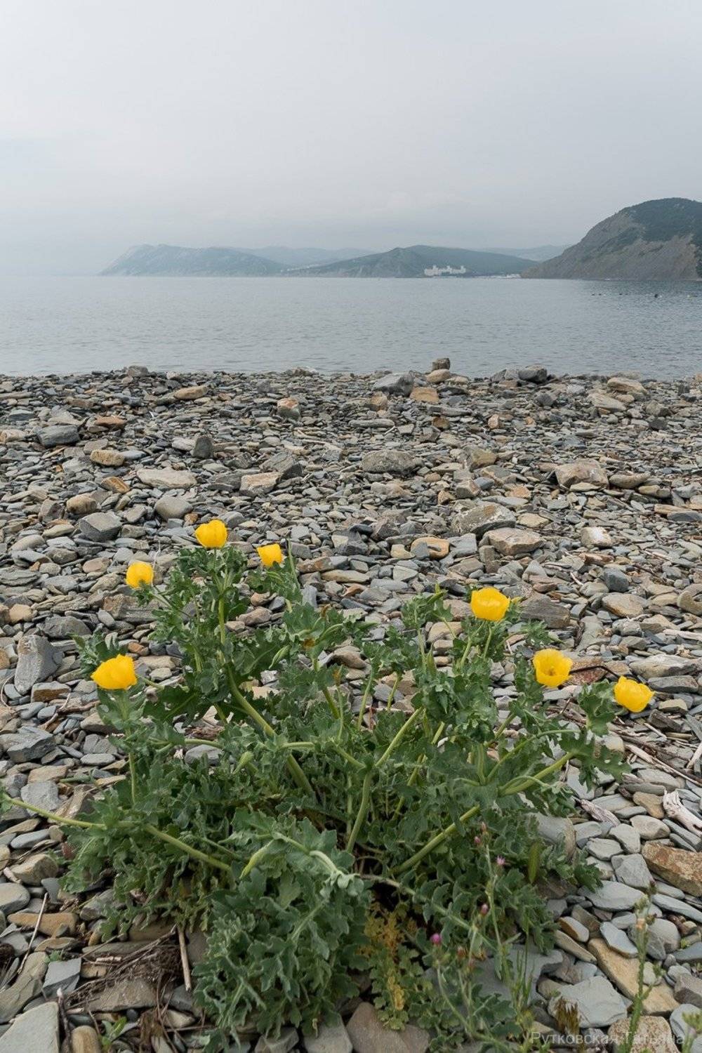 , Татьяна Рутковская