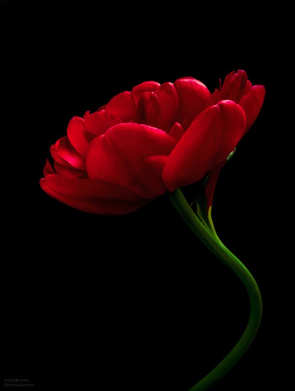 природа, макро, цветы, тюльпан, черное, красное, nature, macro, flowers, tulip, black, red, Красные сны фото превью