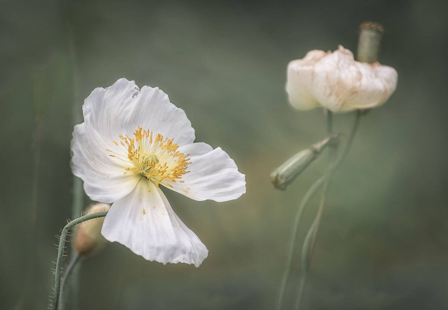 , Шинкарева Елена