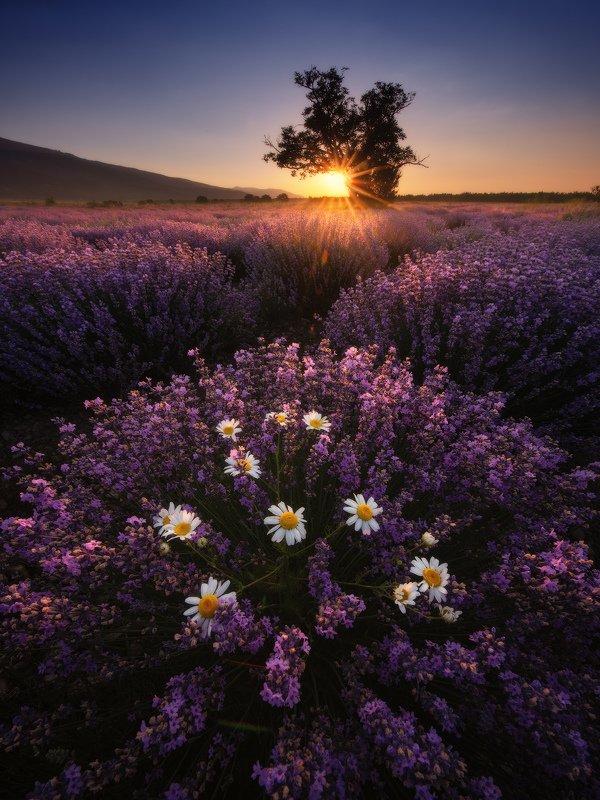Лавандовые рассветы фото превью