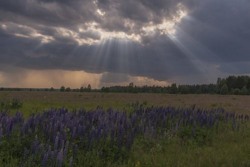 Перед грозой.