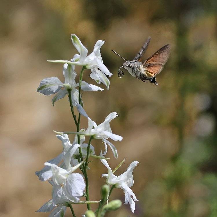 языкан, бражник, Сергей Фудиненко