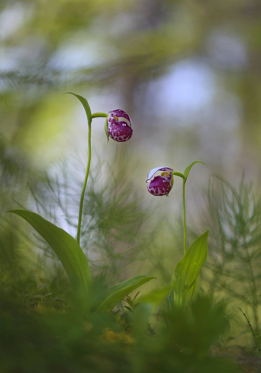 башмачок_капельный, венерин_башмачок, якутия, алданский_район, саха, орхидея, Евгения Левина