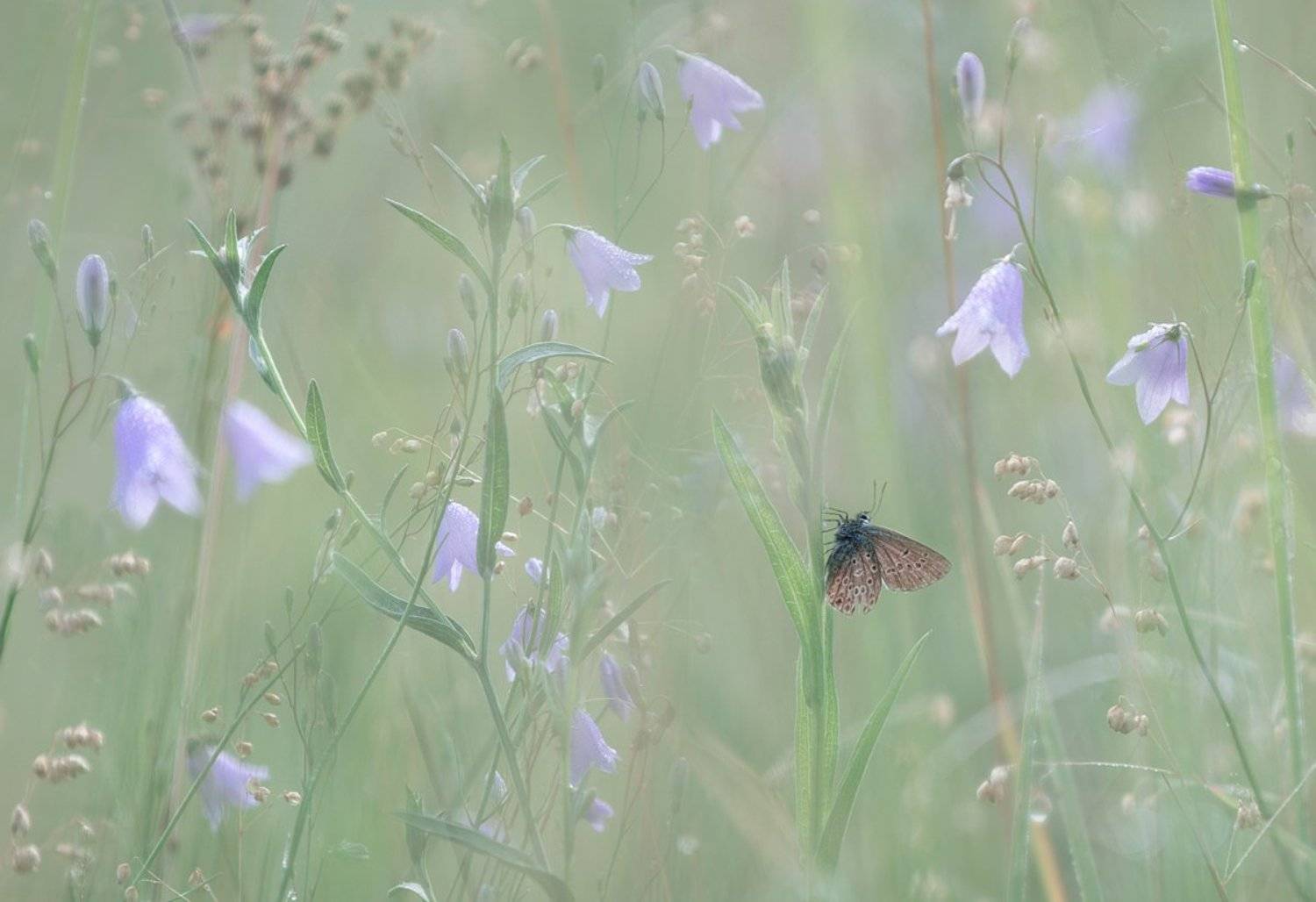 , Баранов Олег