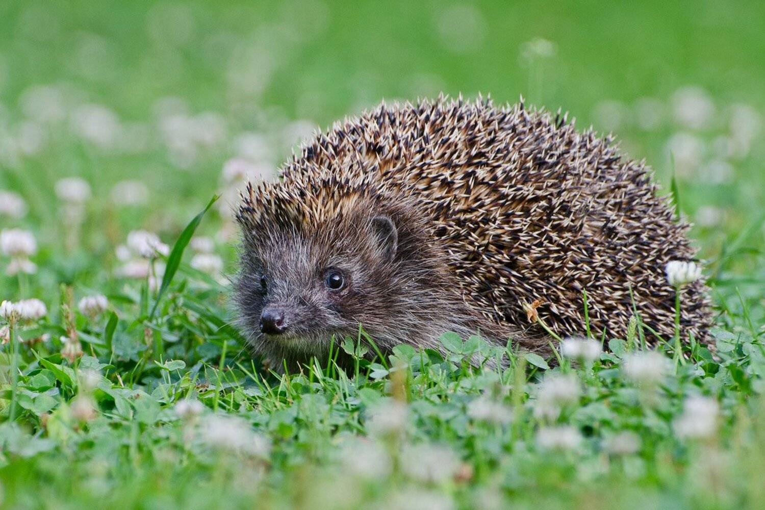 ёжик, Михаил Агеев