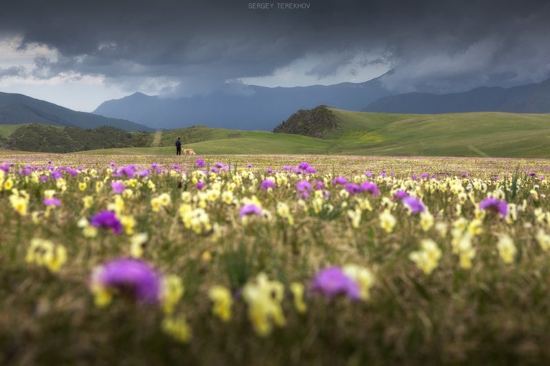 дон жайляу, заилийский алатау, казахстан, горы казахстана, сергей терехов, тянь-шань фото-трип, Заливные луга плато Дон Жайляу фото превью