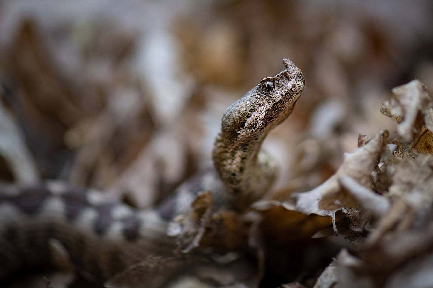 , Мартин Попов