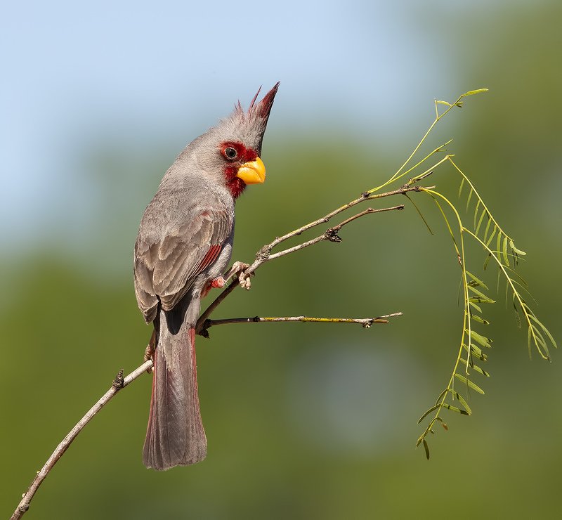 Pyrrhuloxia male - Пустынный или Попугайный кардинал фото превью