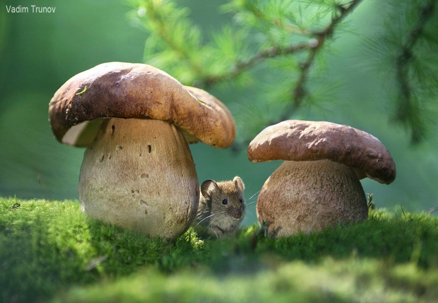 , Вадим Трунов