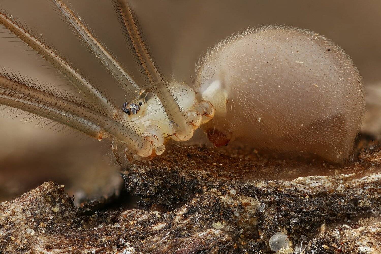 , Андрей Шаповалов